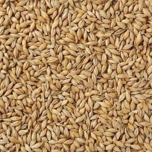 thewholesalerco-Barley - Jau - Hordeum Vulgare